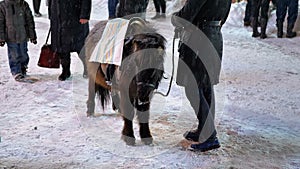 Cute Pony in the Evening on the Street Stands under Falling Snow on the Christmas Market in Winter