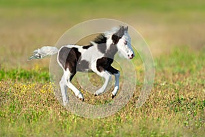Cute pony foal