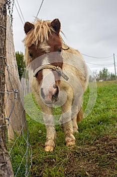 Cute pony with forelock looking at camera. Small brown horse at the farm. Livestock concept. Portrait of beautiful pony.