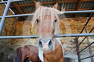 Cute pony horse