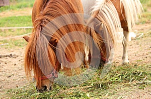 Cute pony horses