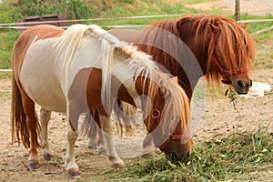 Cute pony horses