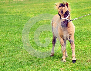 Cute pony foal