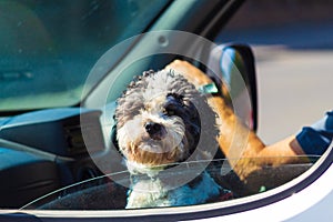 Cute poodle dog at car window