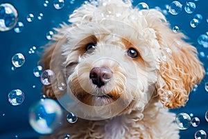 Cute poodle dog surrounded with soap bubbles. banner, postcard, placard. generative AI
