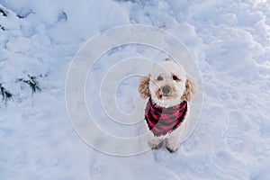 Cute poodle dog wearing modern plaid bandana in snowy mountain. Pets in nature. winter season