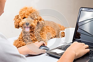 Cute poodle puppy accompany person working with laptop computer on office desk