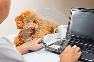 Cute poodle puppy accompany person working with laptop computer on office desk