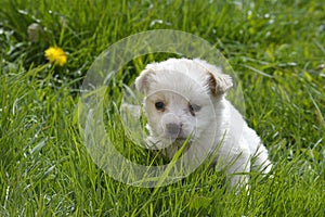 Cute poodle puppy playing