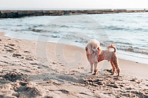 Cute poodle sits on the beach by the sea on a sunny day looks at the horizon