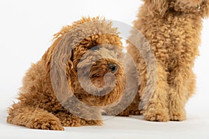 Cute poodles in photo studio