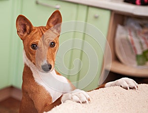 Cute portrait of adult male basenji