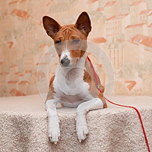 Cute portrait of adult male basenji