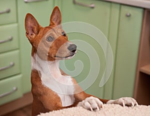 Cute portrait of adult male basenji