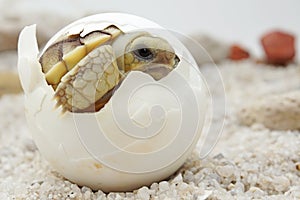 Cute portrait of baby tortoise hatching Africa spurred tortoise