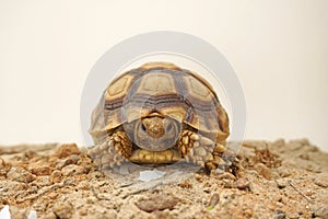 Cute portrait of baby tortoise hatching Africa spurred tortoise