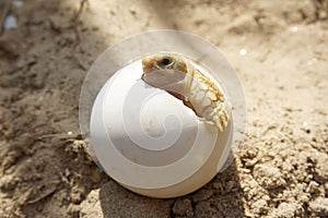 Cute portrait of baby tortoise hatching Africa spurred tortoise