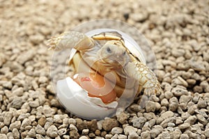 Cute portrait of baby tortoise hatching Africa spurred tortoise