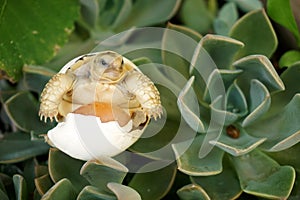 Cute portrait of baby tortoise hatching Africa spurred tortoise