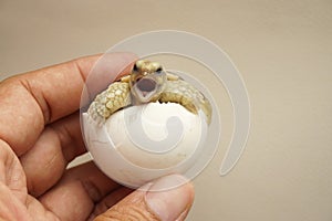 Cute portrait of baby tortoise hatching Africa spurred tortoise