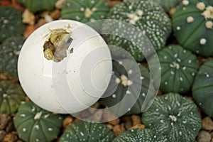 Cute portrait of baby tortoise hatching Africa spurred tortoise