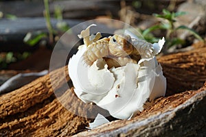 Cute portrait of baby tortoise hatching Africa spurred tortoise