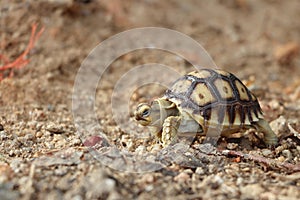 Cute portrait of baby tortoise hatching Africa spurred tortoise