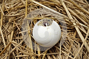 Cute portrait of baby tortoise hatching Africa spurred tortoise