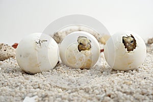 Cute portrait of baby tortoise hatching Africa spurred tortoise