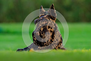 Cute portrait of black Scottish Terrier Dog. Evening light with terrier in green grass. Sunset in the garden. Black dog in the