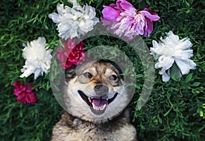 dog lies on a green meadow surrounded by lush grass and flowers of pink fragrant peonies and white roses