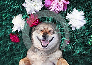 Cute portrait of a brown dog lies on a green meadow surrounded by lush grass and flowers of pink fragrant peonies and white roses