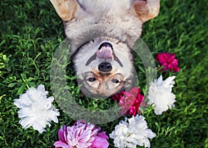 Portrait of a brown dog lies on a green meadow surrounded by lush grass and flowers of pink fragrant peonies and white roses