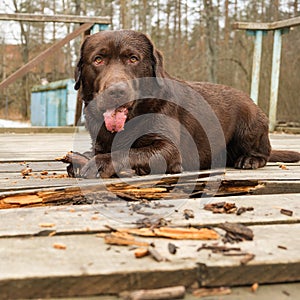 Cute portrait brown puppy on wooden floor