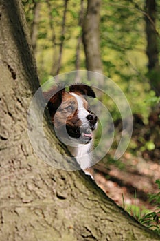 a cute portrait of a brown and white dog sitting behind a big tree in the forest and looking out
