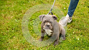 Cute portrait of a brown and white Olde English Bulldogge puppy