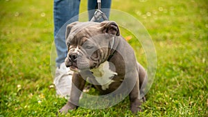 Cute portrait of a brown and white Olde English Bulldogge puppy