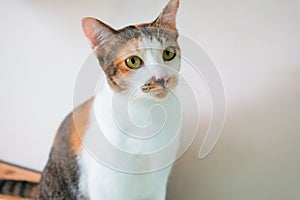 Cute portrait of cat sitting