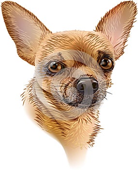 Cute Portrait of Chihuahua in brown colours on white background