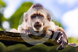 Cute portrait of curious capuchin wild monkey looking at the camera