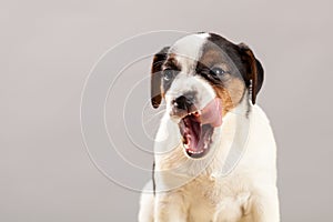 Cute portrait dog Jack Russell Terrier puppy