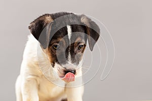 Cute portrait dog Jack Russell Terrier puppy