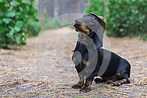 Cute portrait of a dog puppy breed dachshund black tan, in the cap of a cowboy in the green forest