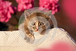 Cute portrait of domestic kitten among blooming peony outside. Summer aesthetic background. Adorable small animal at