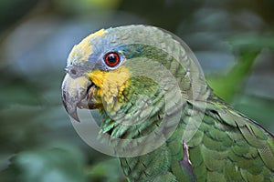 Cute portrait of a green and yellow parrot