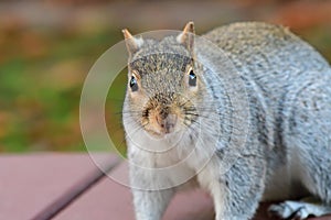 Grey squirrel sitting on a picnic table