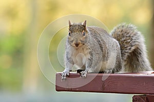 Grey squirrel sitting on a picnic table