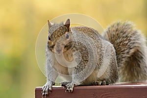 Grey squirrel sitting on a picnic table