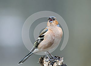 cute portrait of little beautiful bird Finch sings trill in spring forest to attract females photo