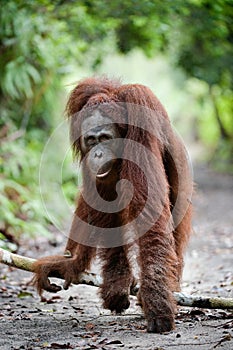Cute portrait of orangutan